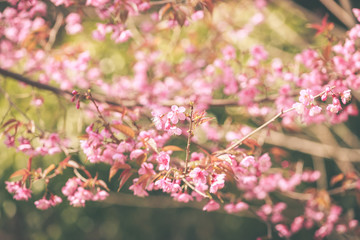 Wild Himalayan Cherry spring blossom