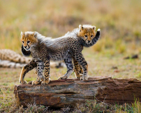 Two cheetah cub standing on a rock. Kenya. Tanzania. Africa. National Park. Serengeti. Maasai Mara. An excellent illustration.