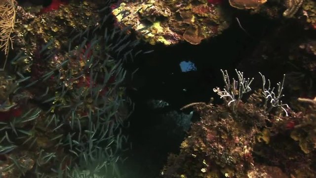 School of glass fish in an underwater cave. Underwater Coral Reef and Tropical Fish in Bahamas. Amazing, beautiful underwater world Bahamas and the life of its inhabitants, creatures and diving. 