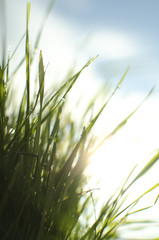 Naklejka premium Wet sunny grass