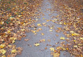 A path is covered the abscissed  yellow  leaves of maple