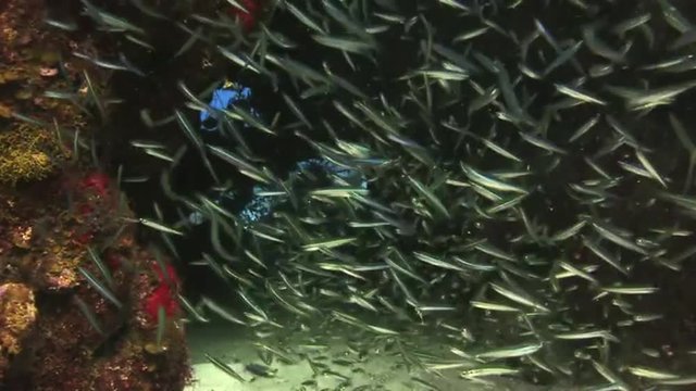 School of glass fish in an underwater cave. Underwater Coral Reef and Tropical Fish in Bahamas. Amazing, beautiful underwater world Bahamas and the life of its inhabitants, creatures and diving. 