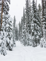 Snowy Winter Landscape Details