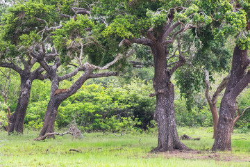 Fototapeta premium Leopard relaxing on a tree in National wildlife park Yala, Sri Lanka 
