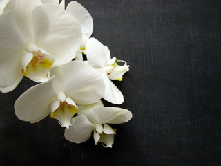 Naklejka na ściany i meble White orchid on a black background