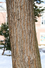 tree trunk background, oak wood