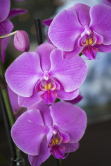 Naklejka na ściany i meble Purple orchid