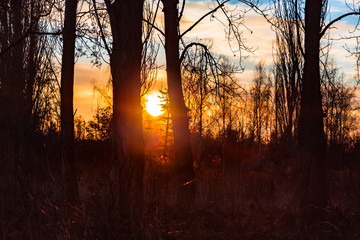 Fototapeta premium Wschód słońca w parku