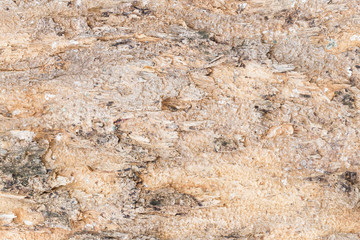 texture of tree bark