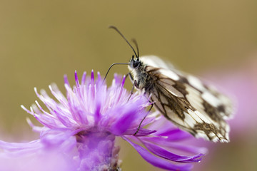 Butterfly on the summer meadow