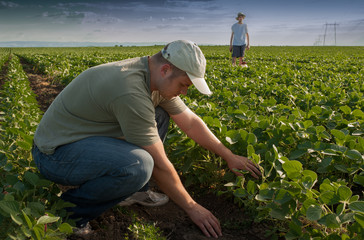 Young farmers on soybean field