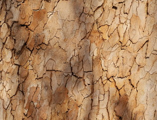sycamore tree background and texture