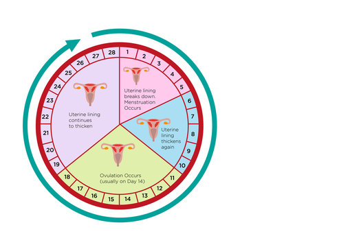 Women's Fertility Cycle Calendar with different stages. Editable Clip Art.
