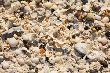 small shells on the coast