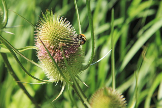 Weberkarde mit Hummel