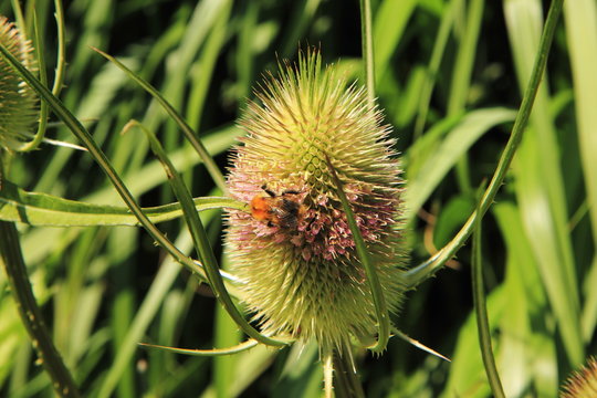 Weberkarde mit Hummel