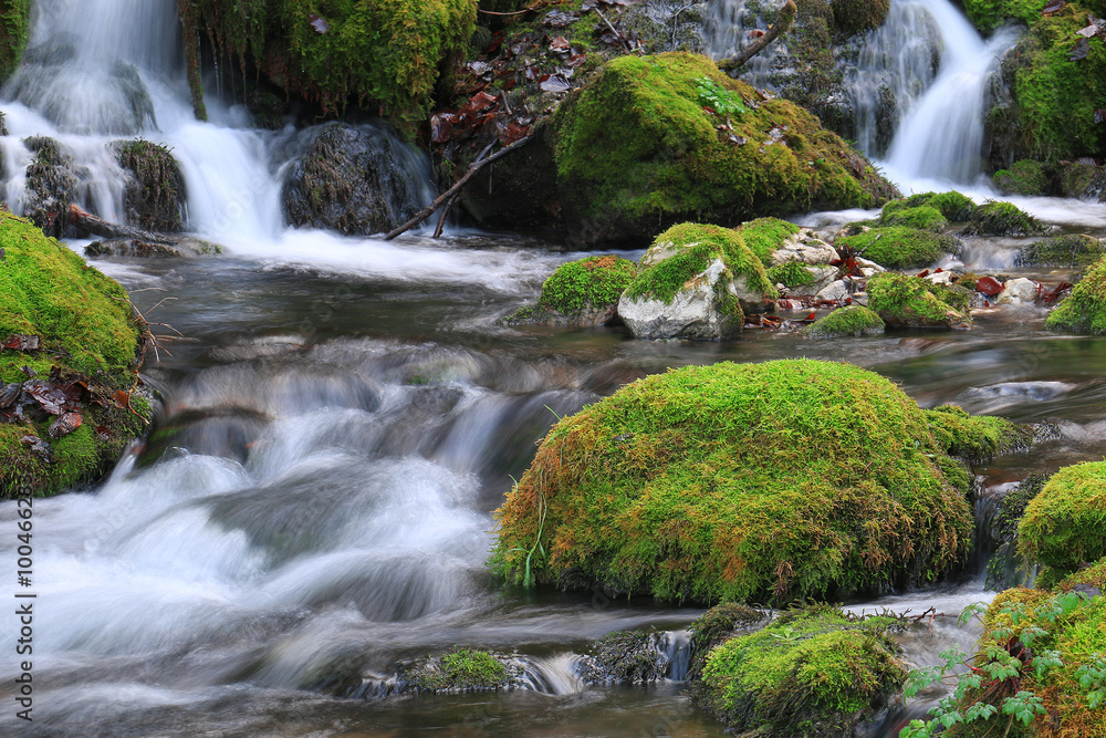 Canvas Prints mountain stream among the mossy stones