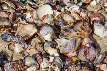 small shells on the coast