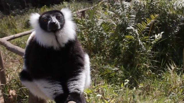 Static view of lemur sitting on wood fence looking around.