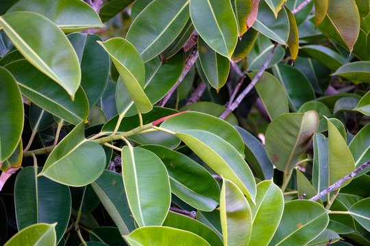 Fototapeta Leaves on tropical tree