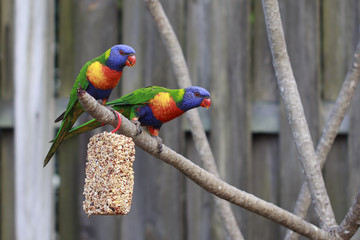 Rainbow Lorikeets