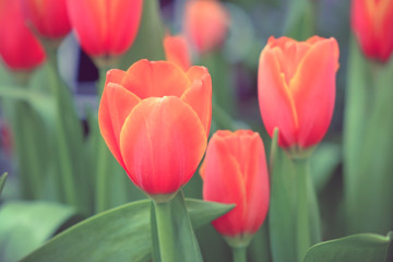 Beautiful bouquet of tulips with filter effect retro vintage sty