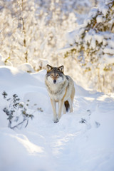 Wolf stands in beautiful winter forest