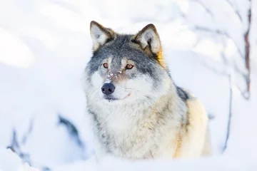 Papier Peint photo Autocollant Loup Gros plan d& 39 un loup debout dans la neige