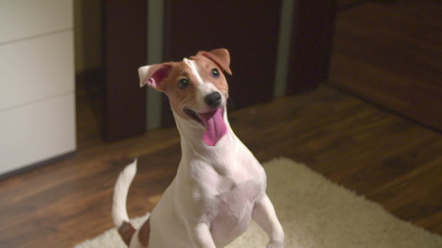 cute puppy Jack Russell Terrier, very fun stands up on his hind legs and smiling, slow motion