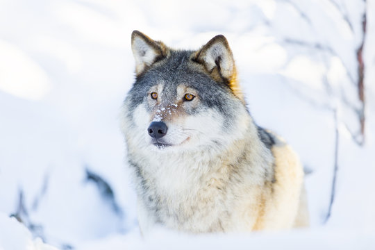 Close-up of a wolf standing in the snow