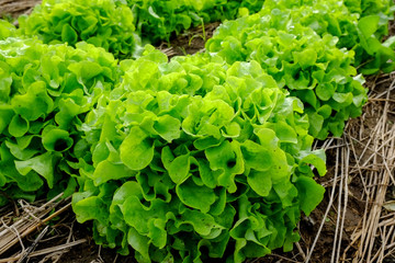 Rows of fresh lettuce plants on a fertile field, ready to be harvested