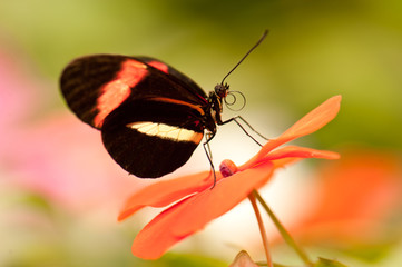 Red Postman Tropical Butterfly perched on a orange flower
