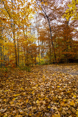 Scenic Trail in Autumn