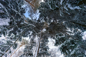 Beautiful snowy forest landscape, season concept