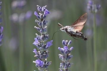 Moro Sphinx butine lavande