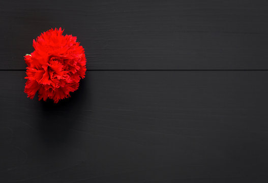 Fototapeta Still life of several red carnations on black background