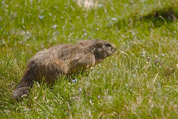 Marmot in it's hole