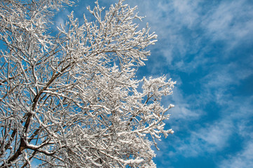 Snowbound tree