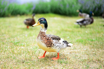 Ducks in a grass