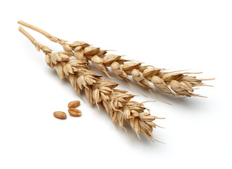 wheat ear isolated on white background cutout