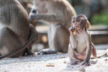 Baby monkey eating a peanut at  Tiger Cave Temple, Krabi, Thailand