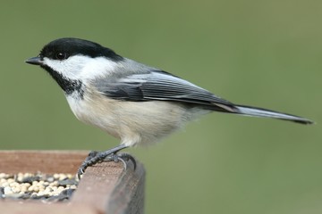 Chickadee On A Feeder