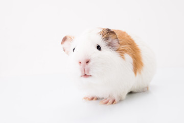 Fototapeta premium Tame curios pet isolated on white background. Cute white and brown guinea pig