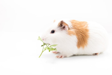 Cute feeding guinea pig isolated on white background