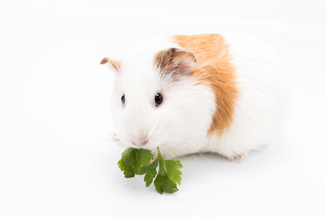 Cute feeding guinea pig isolated on white background