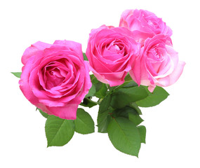 Obraz premium 薔薇