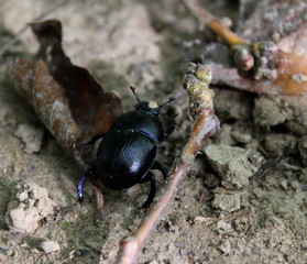 Waldmistkäfer
