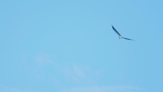 White-bellied sea-eagle (Haliaeetus leucogaster)