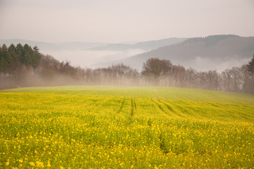 Rapsfeld im Nebelschleier