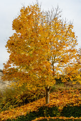 Yellow leaves and black branches of a maple tree against the background